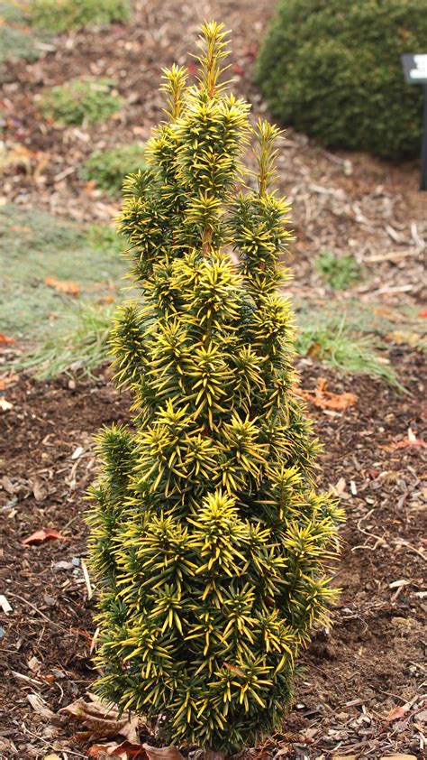 Taxus Baccata Standishii English Yew Conifer Kingdom