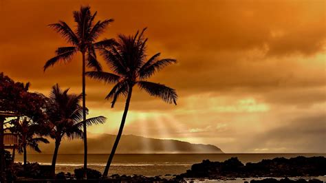 Palm Trees Near Sea Taken During Golden Hour Sunset Sunlight