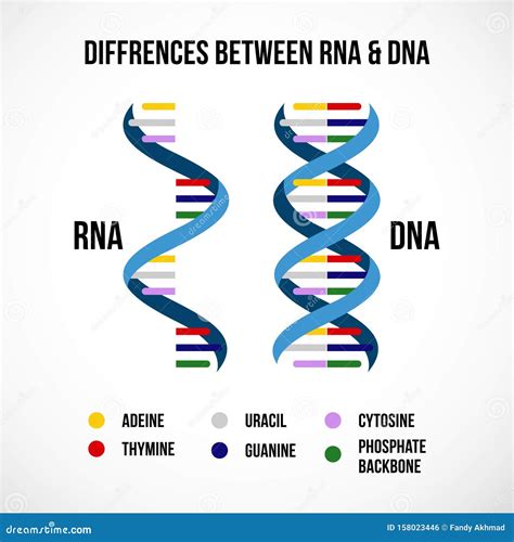 Differences Between Dna And Rna Vector Scientific Icon Spiral Of DNA