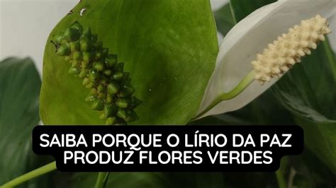 Saiba Porque O L Rio Da Paz Produz Flores Verdes Youtube