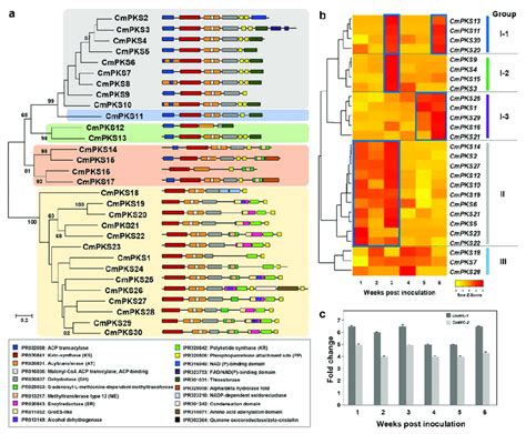 Domain Structure And Expression Profiles Of Polyketide Synthase Pks