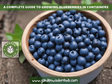 A Complete Guide To Growing Blueberries In Containers Garden Wisdom Hub