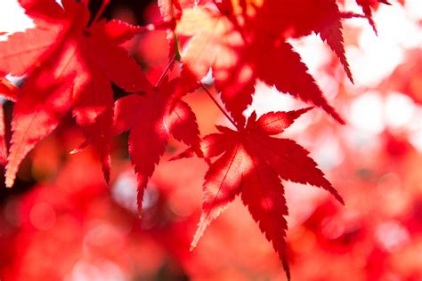 鮮やかな彩りの紅葉｜ぱくたそフリー素材