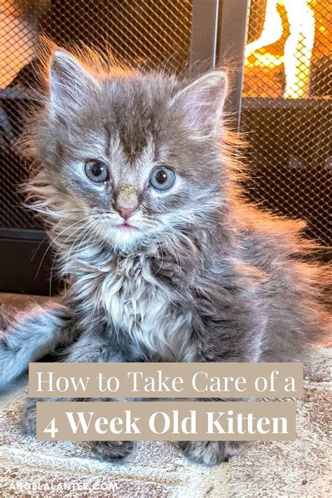 How To Take Care Of A 4 Week Old Kitten What To Buy Kittens