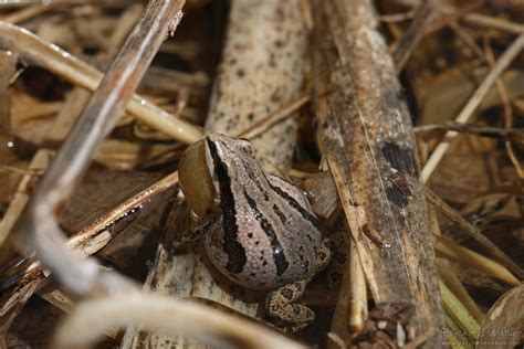 Boreal Chorus Frog (Pseudacris maculata) - Psychotic Nature