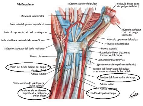 Biomecánica De La Respoteria On Emaze