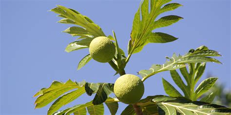 Arbre Pain Fruit Pain Ou Rimier Plantation Culture Entretien