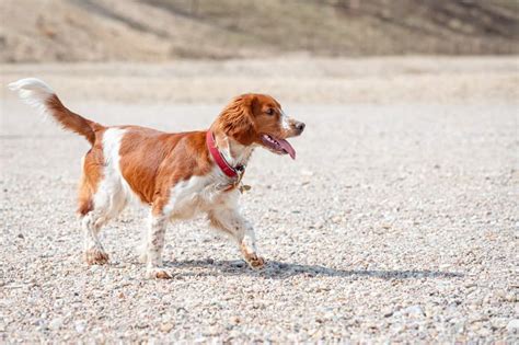 Welsh Springer Spaniel im Rassenporträt mit Bildern Infos