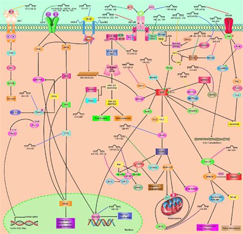 A Diagram Of The Regulation Of PI3K AKT Cascade Via MiRNAs In Various