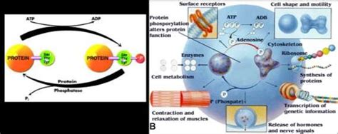 Reversible Phosphorylation And Regulation A Basic Mechanism In