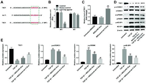 TSC1 Is A Functional Target Of Let 7i 5p In NRK52E Cells A Schematic