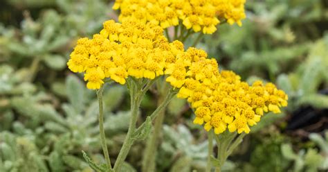 Achillea Tomentosa Aurea Teppich Schafgarbe Aurea Micko