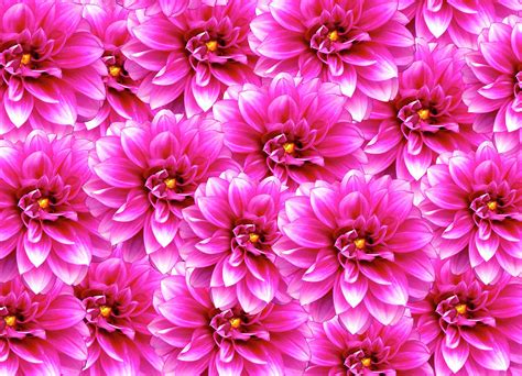 Bright Fresh Dahlias Photograph By Johanna Hurmerinta Fine Art America