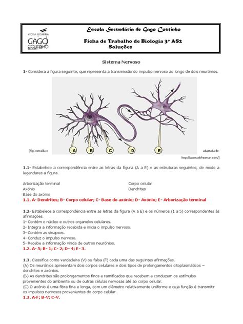 Ficha Sistema Nervoso Com Soluções Neurônio Sinapse