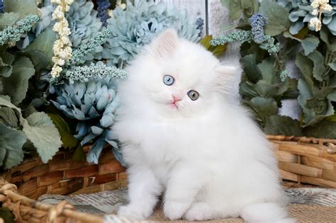 White Persian Kittens | White Persian Cats | White Kittens