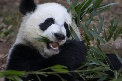 Bamboo For Zoo Atlantas ‘picky Pandas Comes From Local Yards Wabe