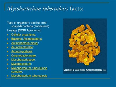 PPT - Mycobacterium tuberculosis PowerPoint Presentation - ID:320637