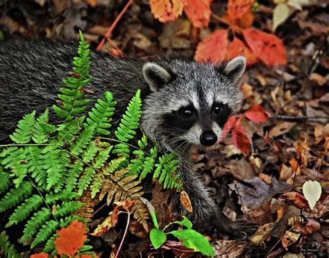 Autumn Raccoon Photograph By Peg Runyan