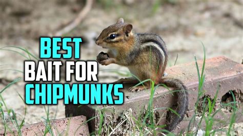 How To Get Rid Of Chipmunks The Best Traps Repellents Review