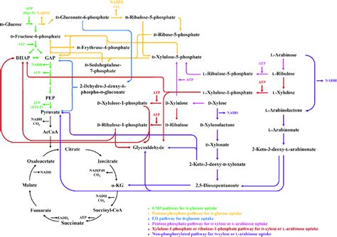 Major Carbohydrate Utilization Pathways Of D Glucose D Xylose And