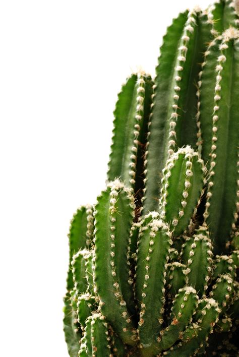 Cactus - Green photo (23830187) - fanpop