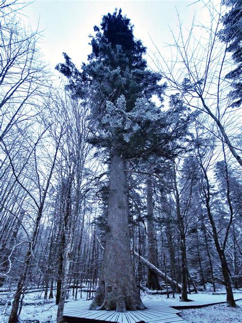 Wei Tanne Bei Bayerisch Eisenstein Im Nationalpark Bayerischer Wald