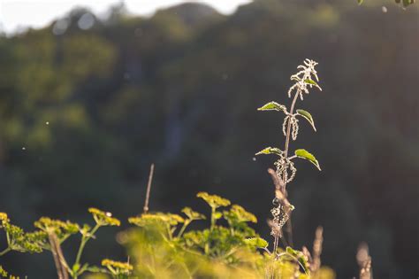 Wallpaper Sunlight Nature Grass Branch Green Yellow Blossom