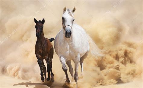 Arabian Horses Running In The Desert