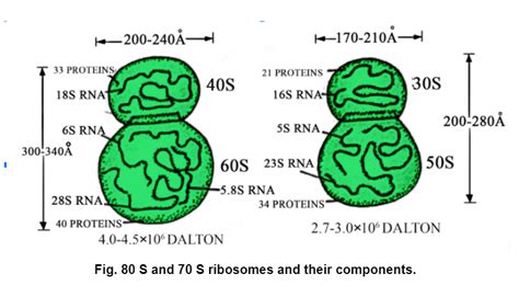 What Are Ribosomes Definition Types And Importance Biology Aesl