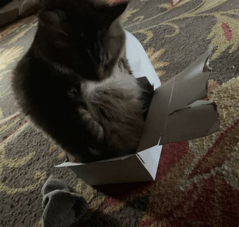 If She Fits She Sits R Aww