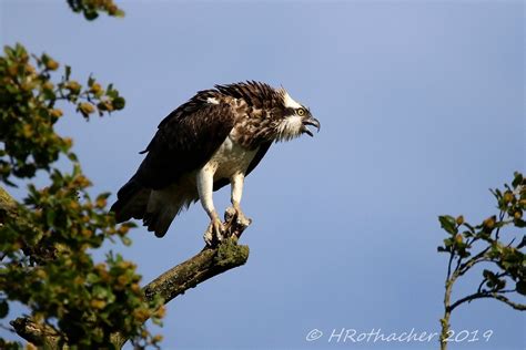 Balbuzard P Cheur Pandion Haliaetus Western Osprey Flickr