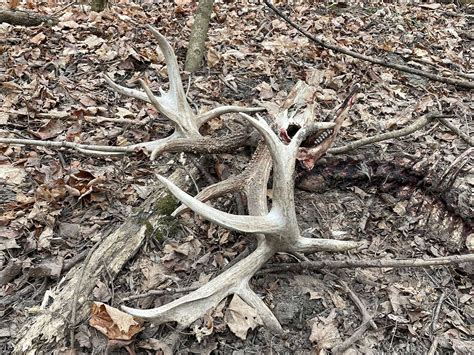 Ohio Hunter Finds A Massive 233 Inch Deadhead Buck