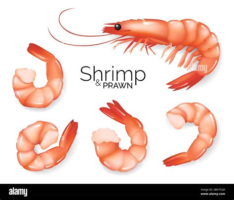 Market Prawns Stock Vector Images Alamy