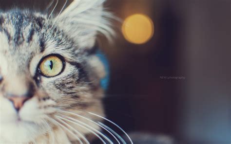 обои : 2560x1600 px, Животные, Коты 2560x1600 - wallup - 1907433 ...