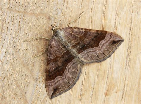 Scotopteryx Chenopodiata Shaded Broad Bar Flickr