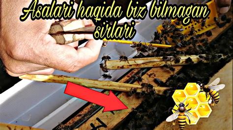 Asalari Haqida Biz Va Siz Bilmagan Sirlari Youtube