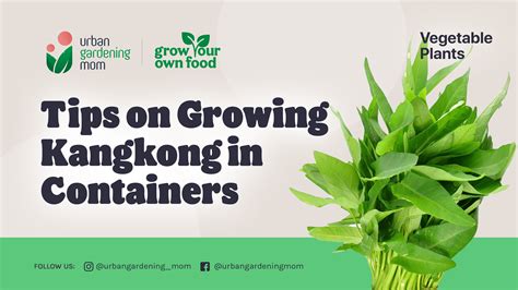 How To Grow Kangkong In A Pot Beginners Guide Ispru