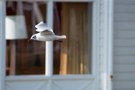 How To Get A Trapped Wild Bird Out Of The House Safely Chirp Nature