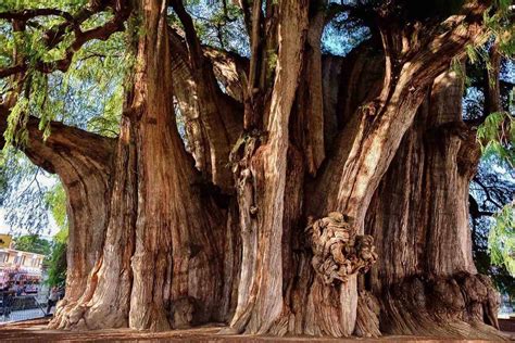 Hierve El Agua Teotitlan Yagul Tule Tree Tao Travel 365