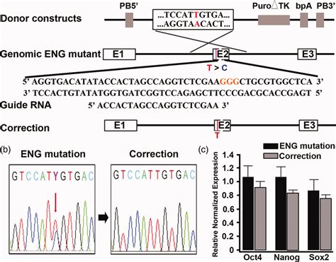 Crisprcas Correction Of The C T C Mutation In Ipscs Derived From