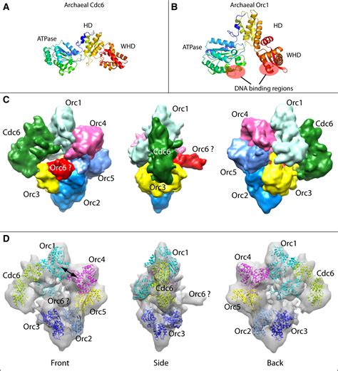 Cdc Induced Conformational Changes In Orc Bound To Origin Dna Revealed