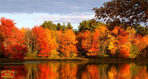 BEST FALL COLOR TREES FOR TEXAS