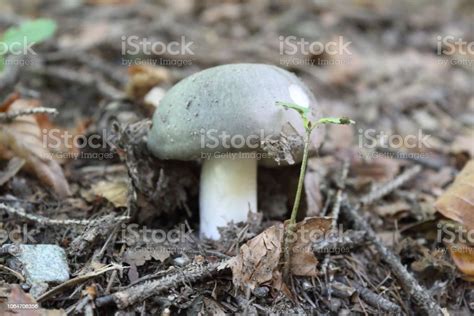 A Grey Cap And White Stalk Mushroom On The Ground Of A Forest Stock
