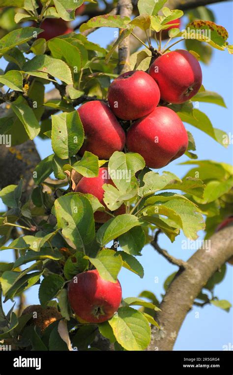 Apple Tree Variety Idared Stock Photo Alamy