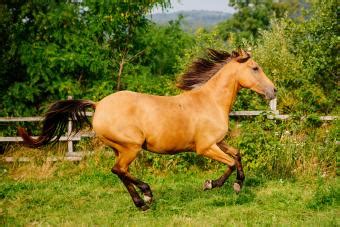 120+ Brilliant Buckskin Horse Names | LoveToKnow Pets