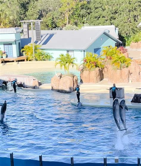 SeaWorld Orlando Tips (For Visiting With Kids!) | Hope And Hedges