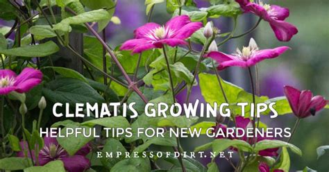 Clematis 101 Easy Care Guide | Empress of Dirt