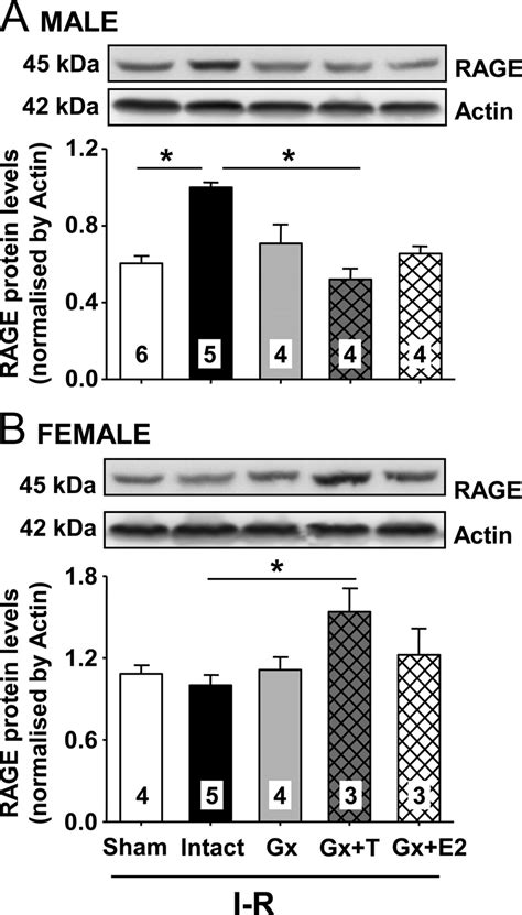 Effects Of Sex Steroids On Rage Expression Expression Levels Of Rage In Download Scientific