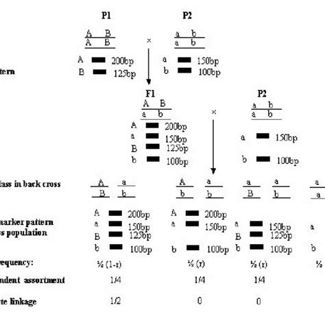 Expected Genotypic Frequency In A Backcross Breeding Scheme With The Download Scientific