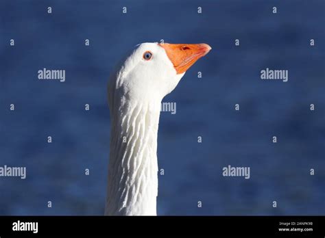 Long neck goose hi-res stock photography and images - Alamy